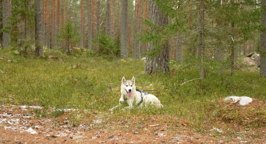 Groepsvakanties Zweden